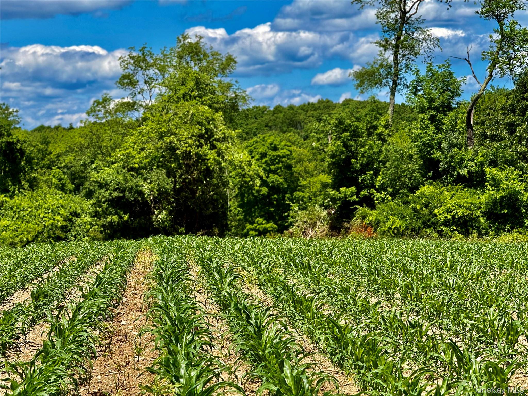 513 Rossway Road Pleasant Valley, NY 12569 - Photo 11 of 17 Field Number 3#