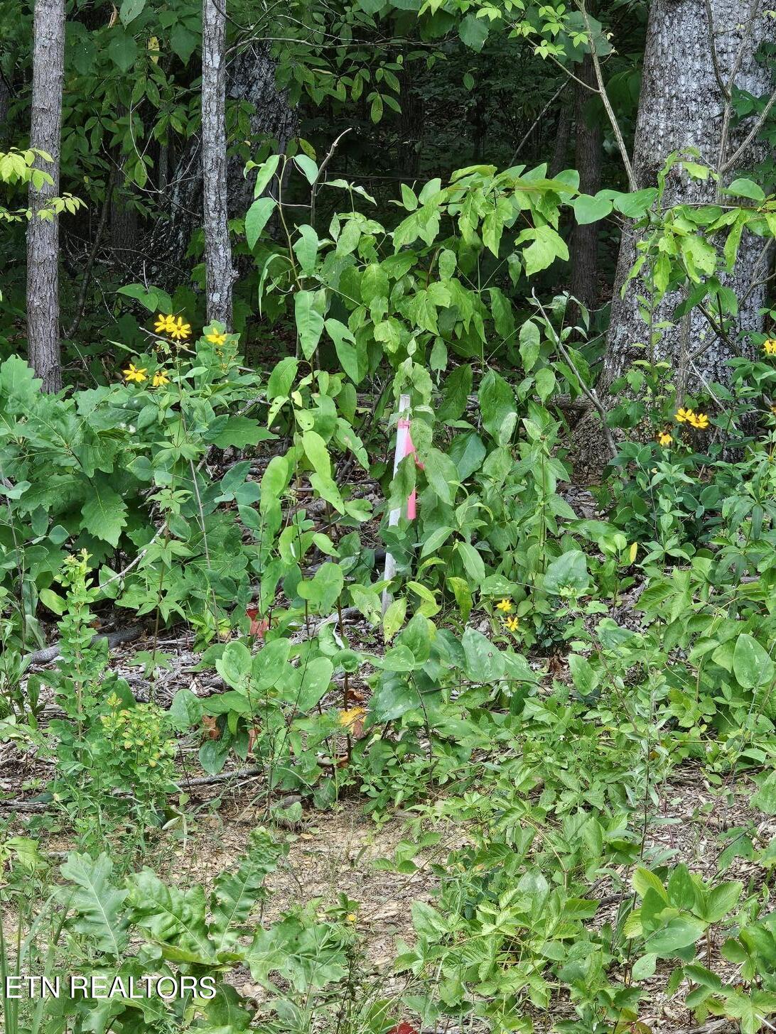 Gray Fox Drive Crossville, TN 38571 - Photo 5 of 6 20240703_123314