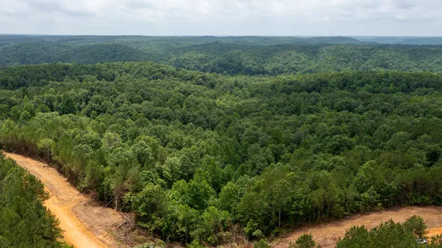a view of a forest with a house