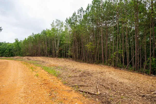 a backyard of a house with large trees