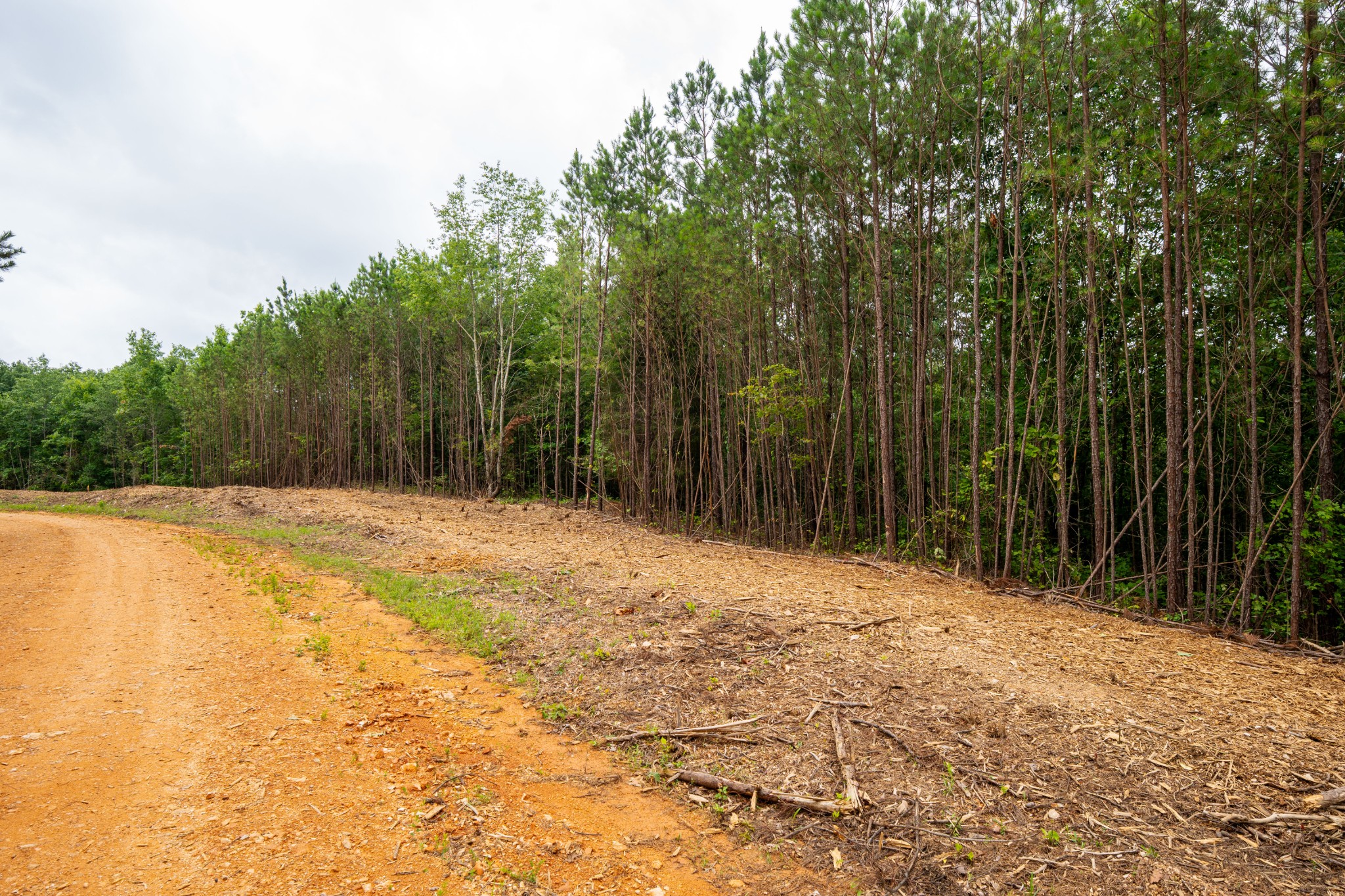 0 Old Mail Road Duck River, TN 38454 - Photo 17 of 27 a backyard of a house with large trees