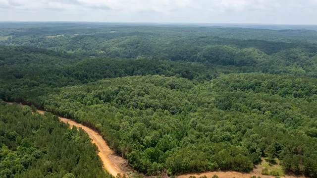 a view of a forest with a street