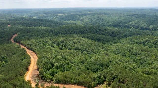 a view of a forest with a street
