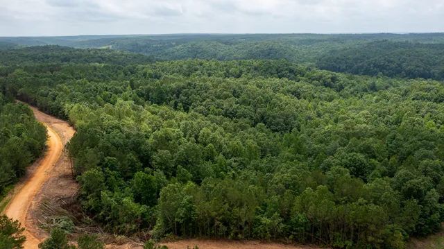a view of a forest with a street