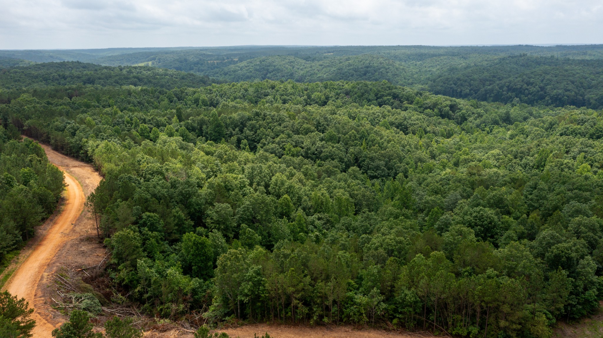 0 Old Mail Road Duck River, TN 38454 - Photo 6 of 27 a view of a forest with a street