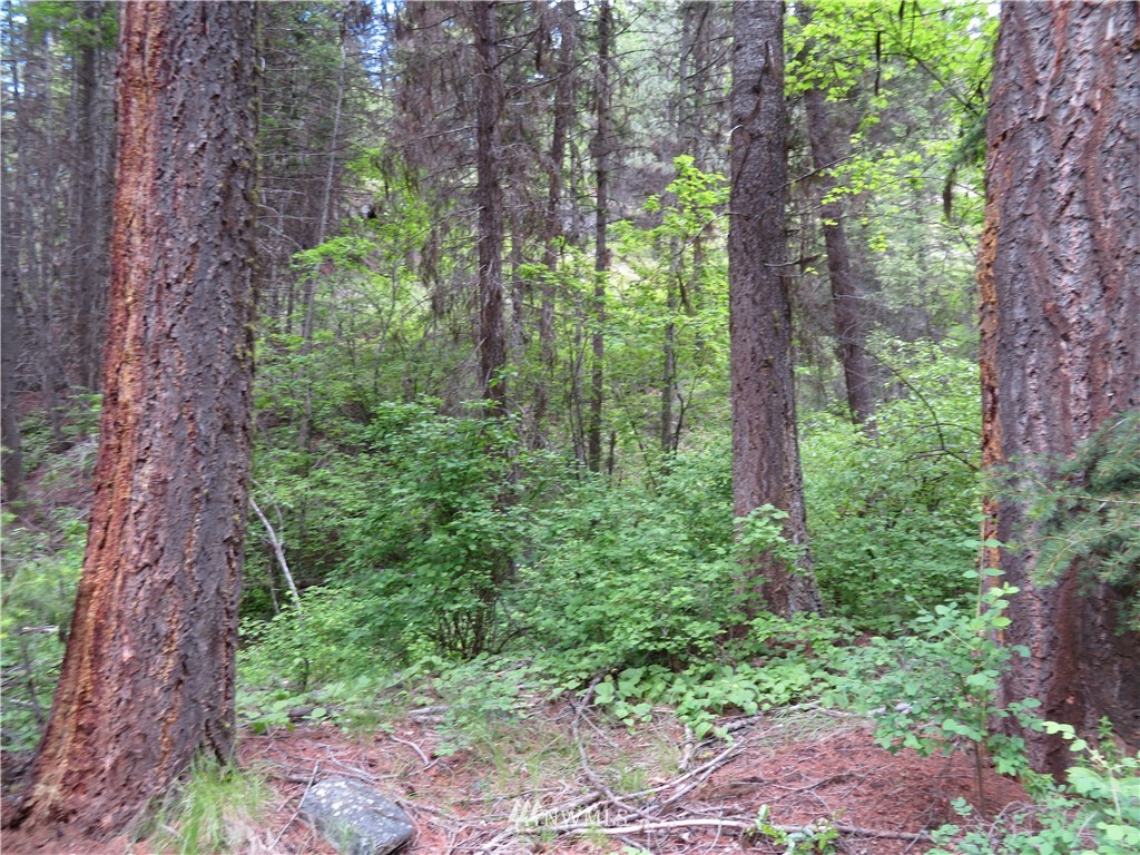 0 Willy's Gulch Road Curlew, WA 99118 - Photo 11 of 16 Gallery Image 11