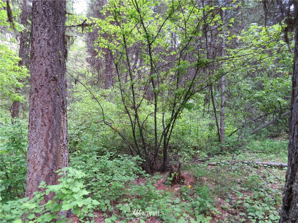 0 Willy's Gulch Road Curlew, WA 99118 - Photo 12 of 16 Gallery Image 12