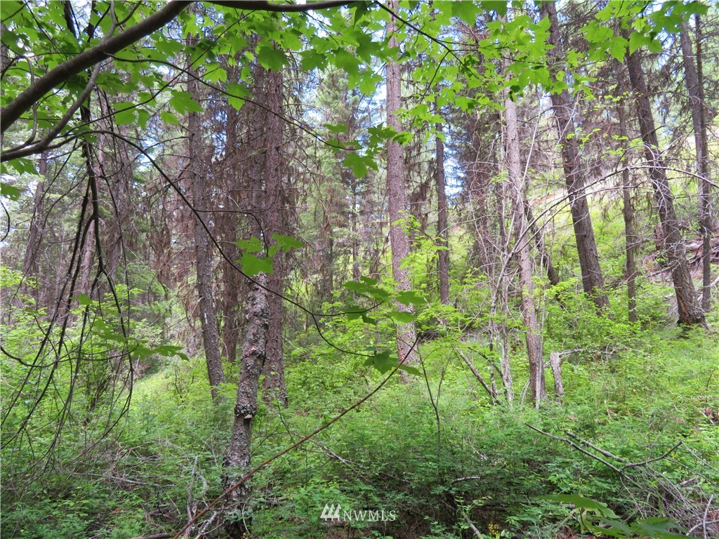 0 Willy's Gulch Road Curlew, WA 99118 - Photo 14 of 16 Gallery Image 14