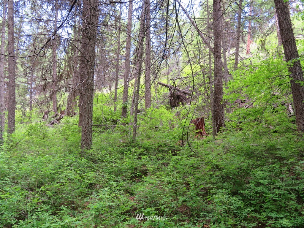 0 Willy's Gulch Road Curlew, WA 99118 - Photo 15 of 16 Gallery Image 15