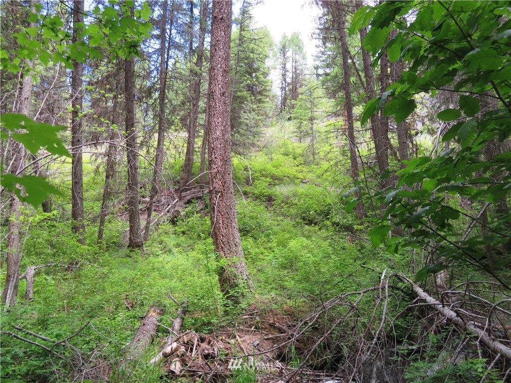 0 Willy's Gulch Road Curlew, WA 99118 - Photo 5 of 16 Gallery Image 5