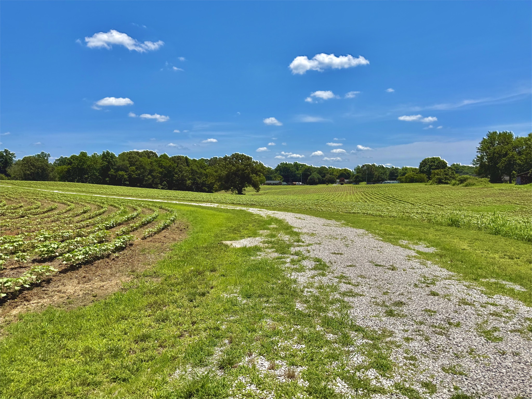8 Lambs Ferry Road Leoma, TN 38468 - Photo 52 of 53