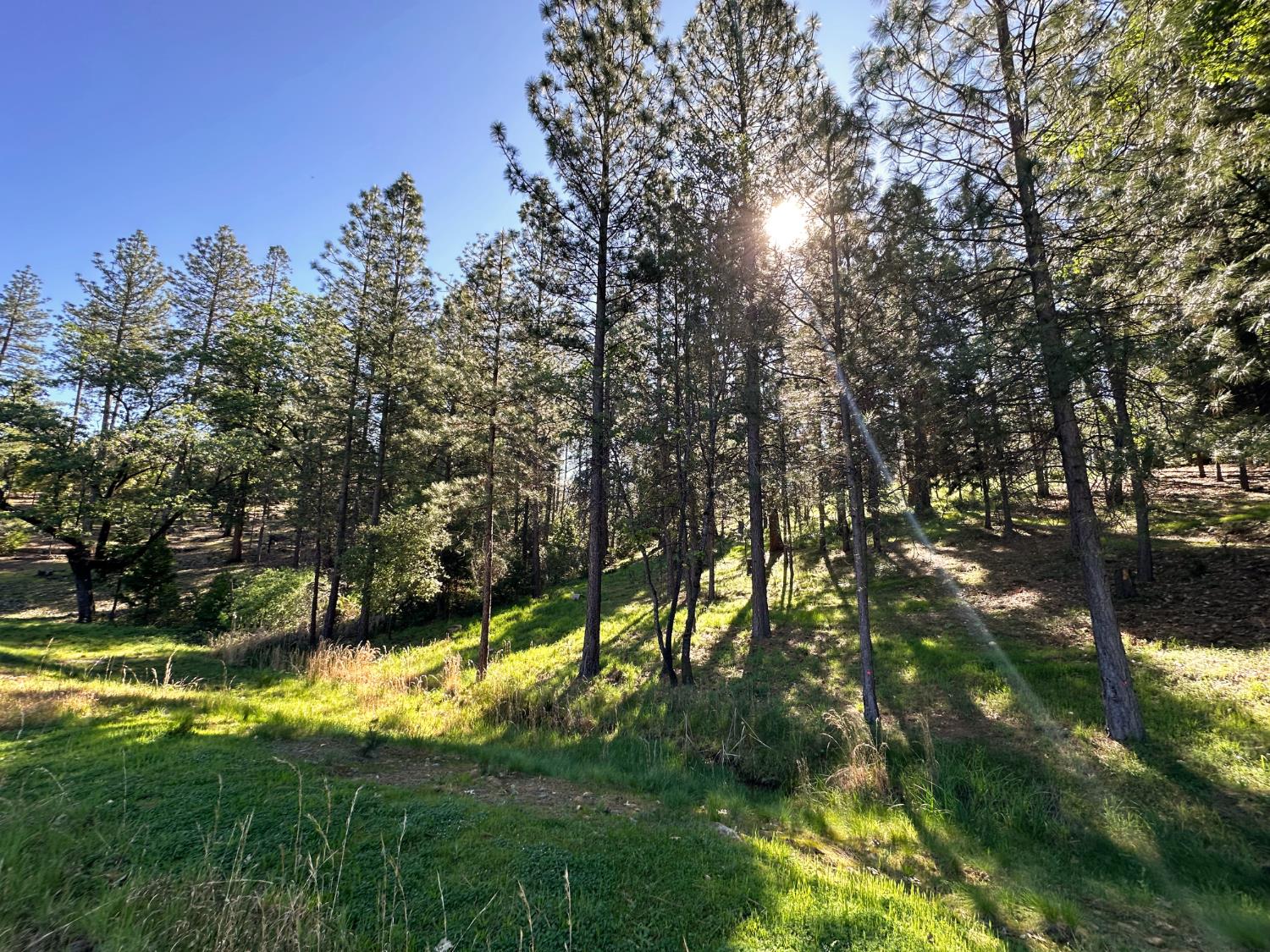 1711 The Point Meadow Vista, CA 95722 - Photo 17 of 33 a view of swimming pool from a yard