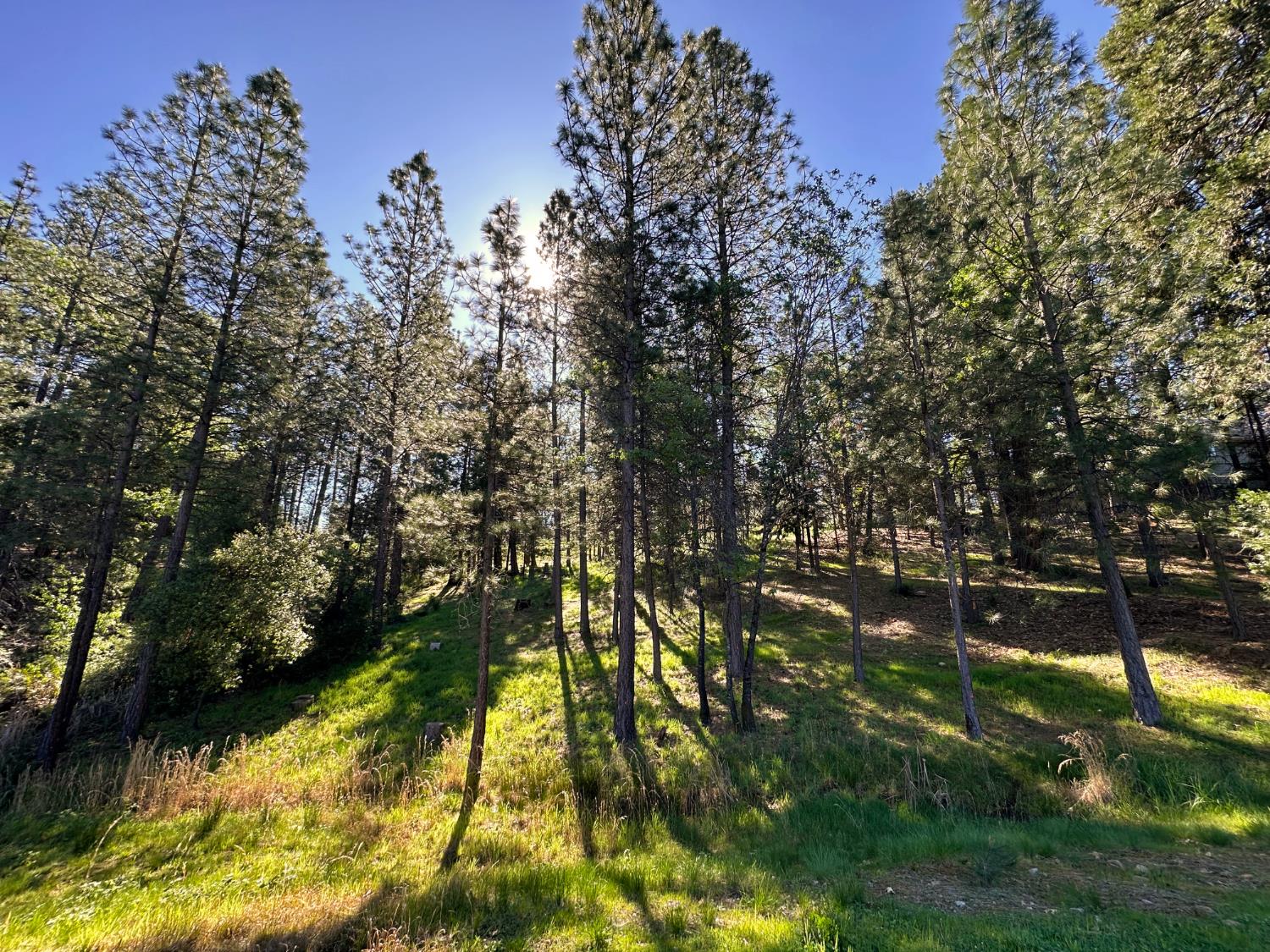 1711 The Point Meadow Vista, CA 95722 - Photo 18 of 33 a view of yard