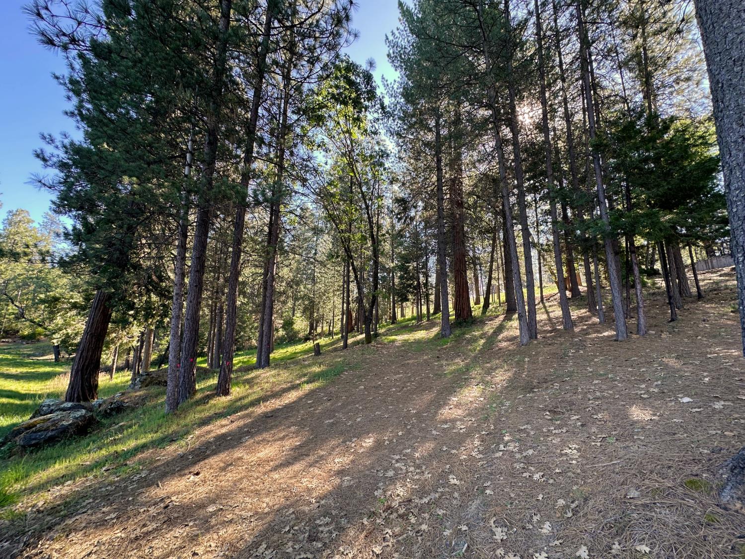 1711 The Point Meadow Vista, CA 95722 - Photo 19 of 33 a view of road with trees