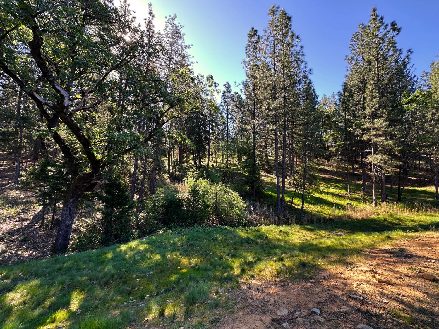 1711 The Point Meadow Vista, CA 95722 - Photo 20 of 33 a view of swimming pool and trees