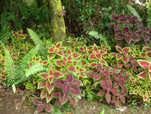 14-3380 Alii Road Pahoa, HI 96778 - Photo 18 of 23 Gallery Image 18
