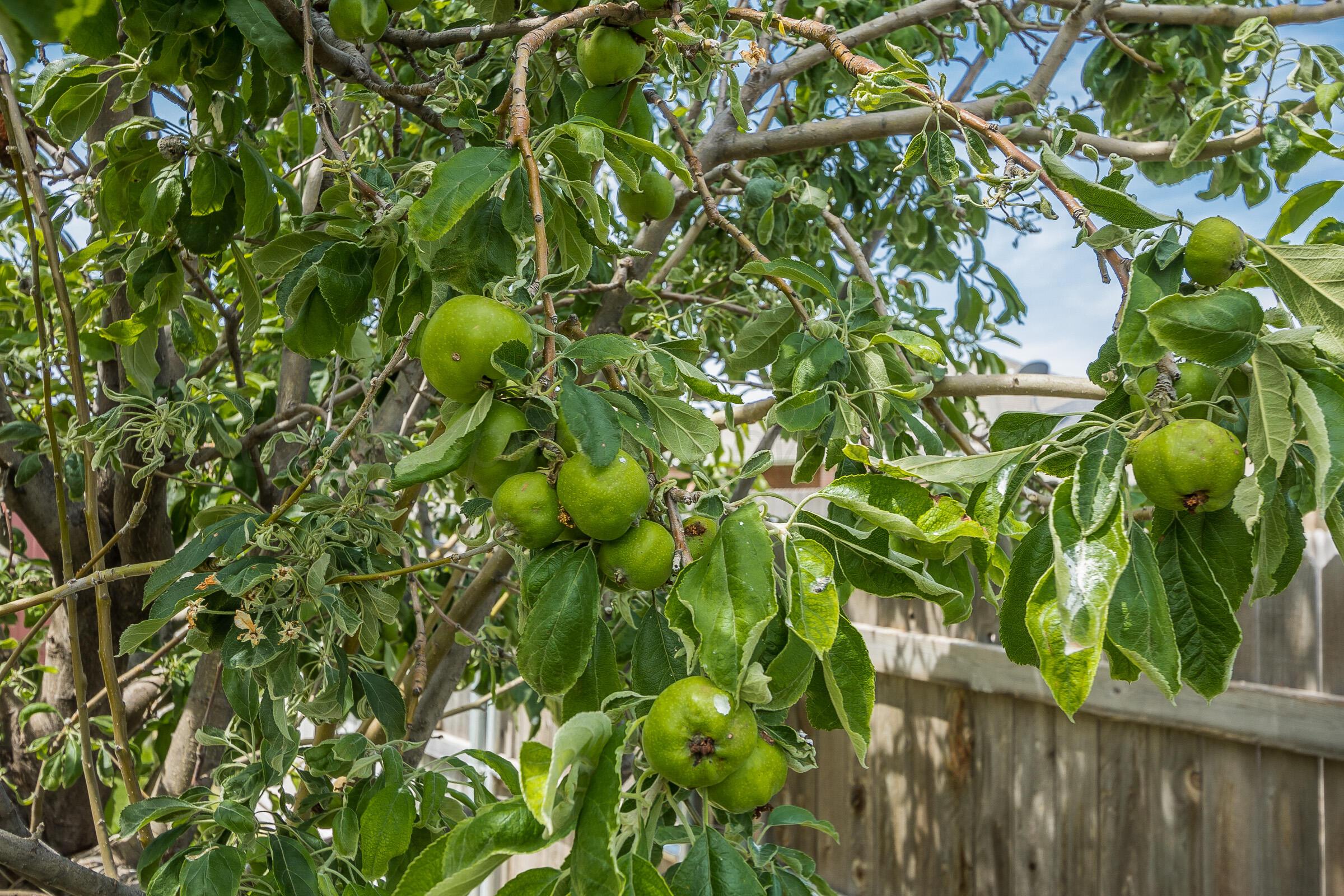 6502 Lexis Street Amarillo, TX 79119 - Photo 25 of 27 a backyard of a house with lots of green tree