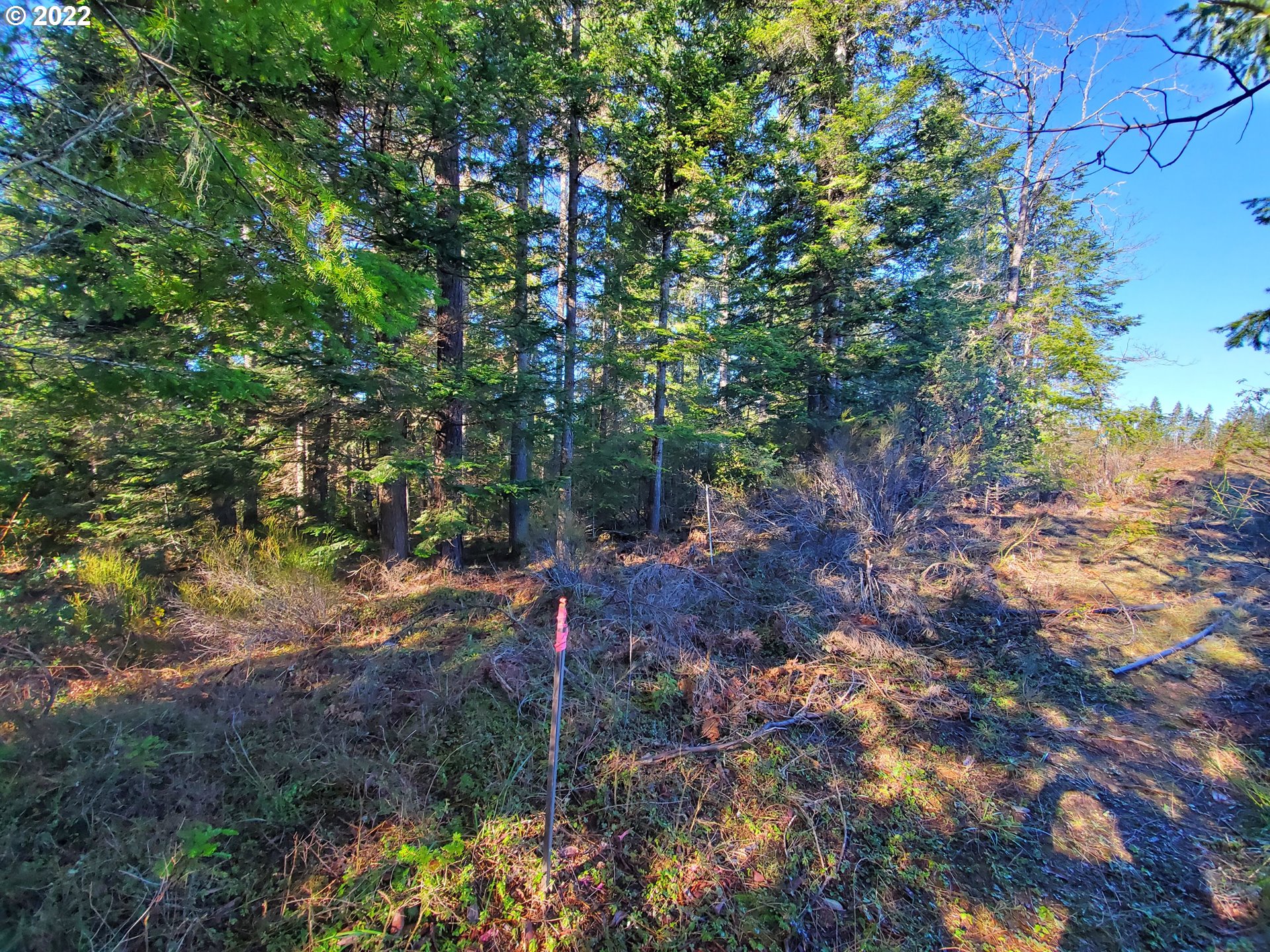 1102 East Camas Road Camas Valley, OR 97416 - Photo 7 of 16 Gallery Image 7