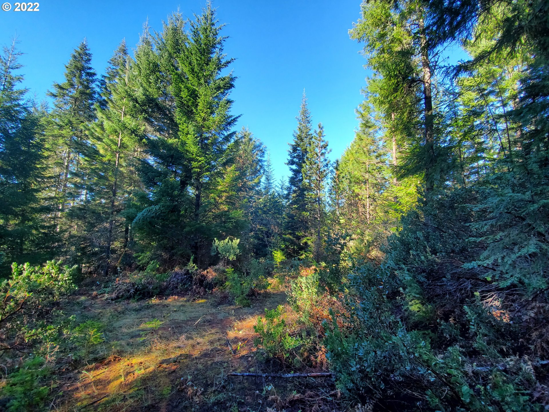 1102 East Camas Road Camas Valley, OR 97416 - Photo 8 of 16 Gallery Image 8