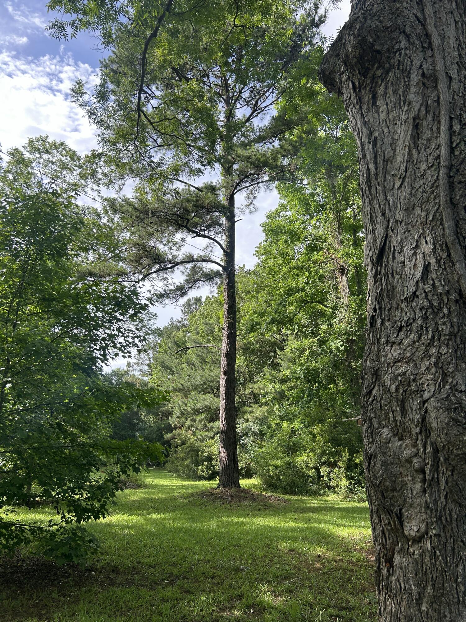 648 Society Road McClellanville, SC 29458 - Photo 5 of 6 IMG_1991