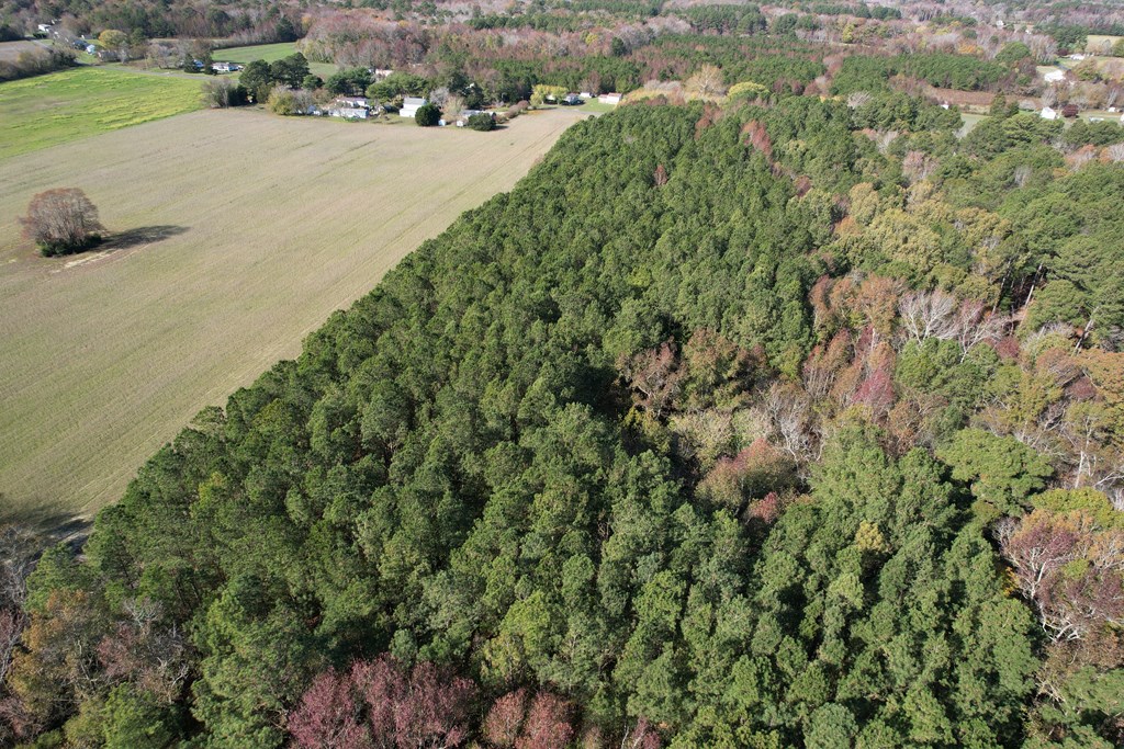 8-acres Redwood Road Onancock, VA 23417 - Photo 5 of 28