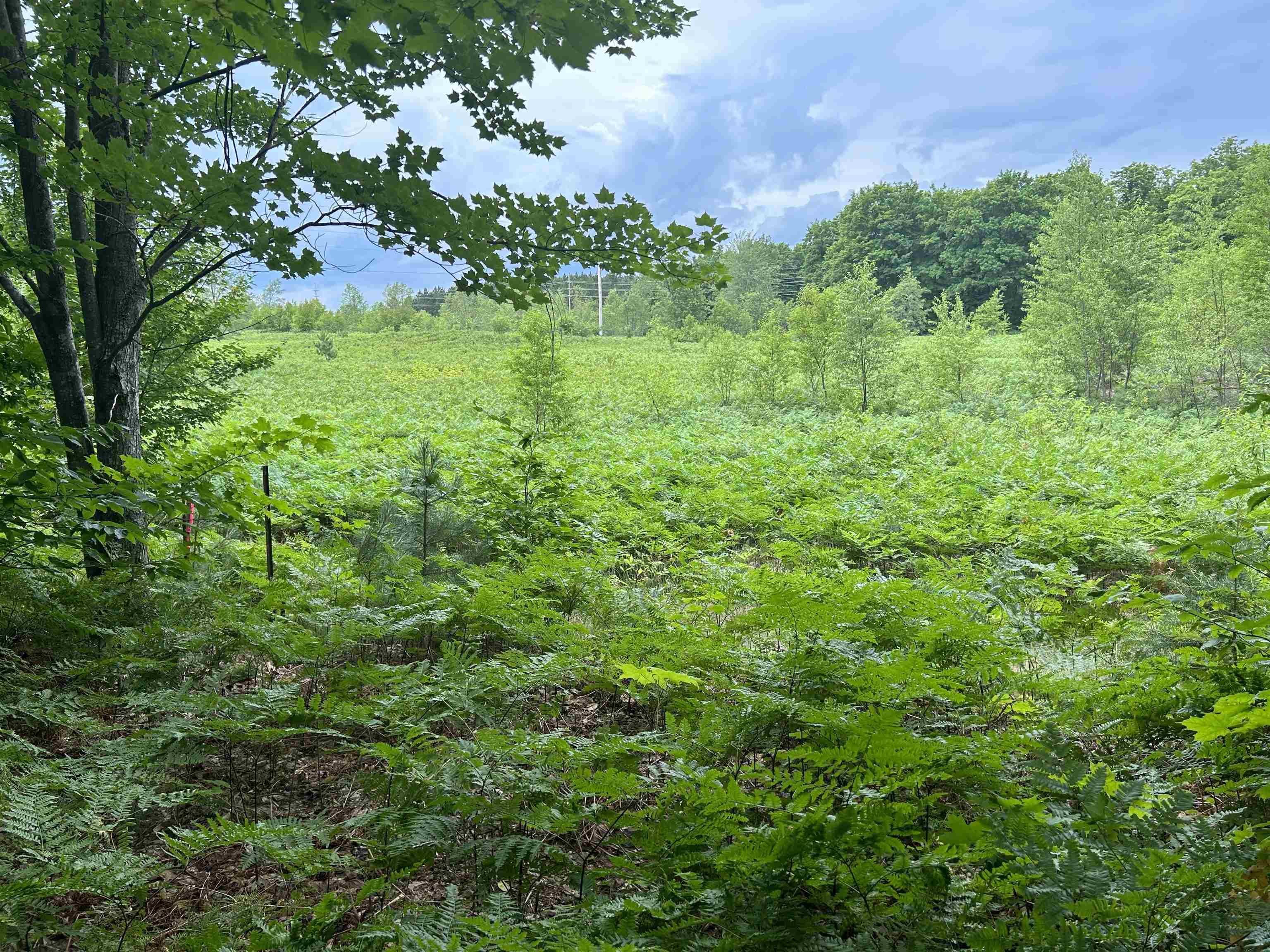 332 Thomas Road Kalkaska, MI 49646 - Photo 7 of 9