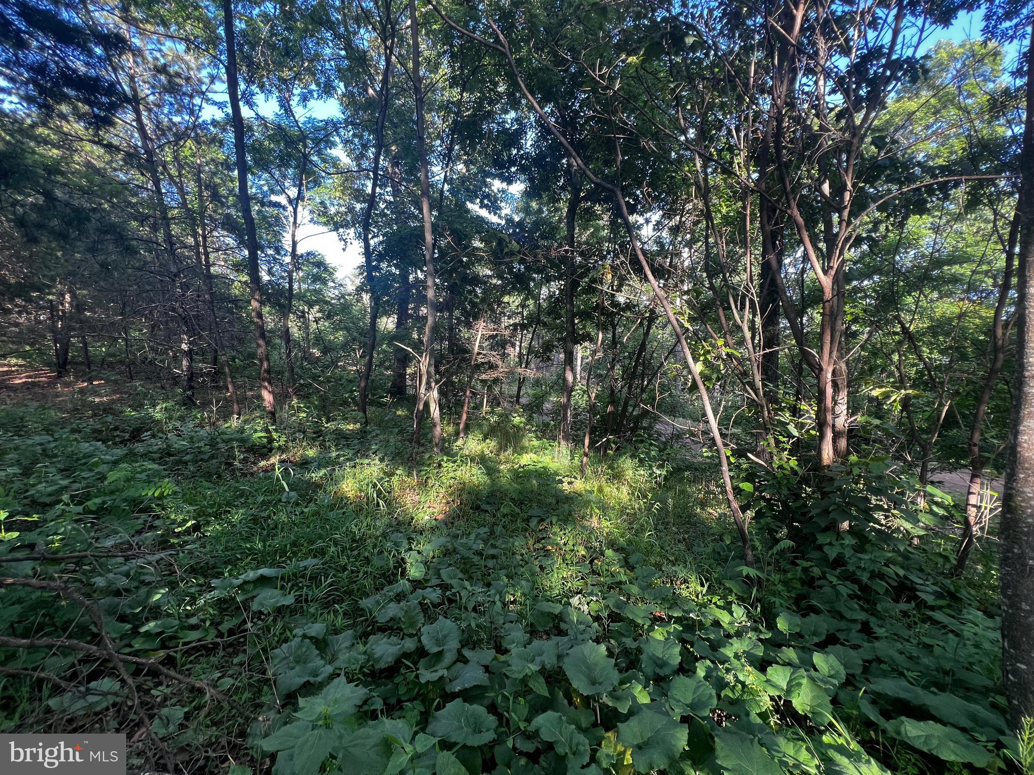 Lot 52 Grace Mountain Mathias, WV 26812 - Photo 8 of 34