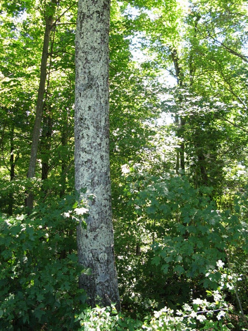 100 Deepwell Road Nettie, WV 26681 - Photo 10 of 14 Big Rock Forest-9