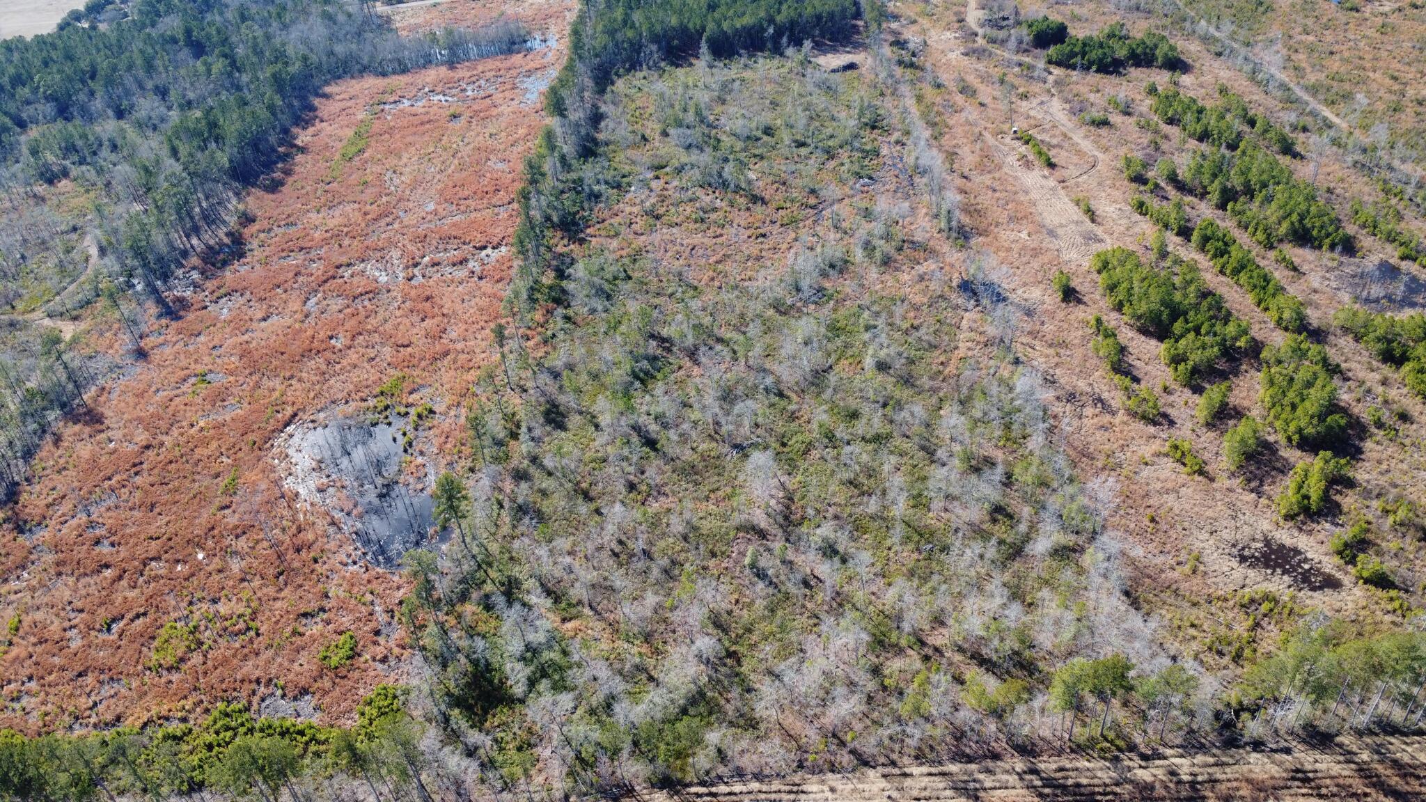 0 Epps Road Manning, SC 29102 - Photo 8 of 20 Gallery Image 8