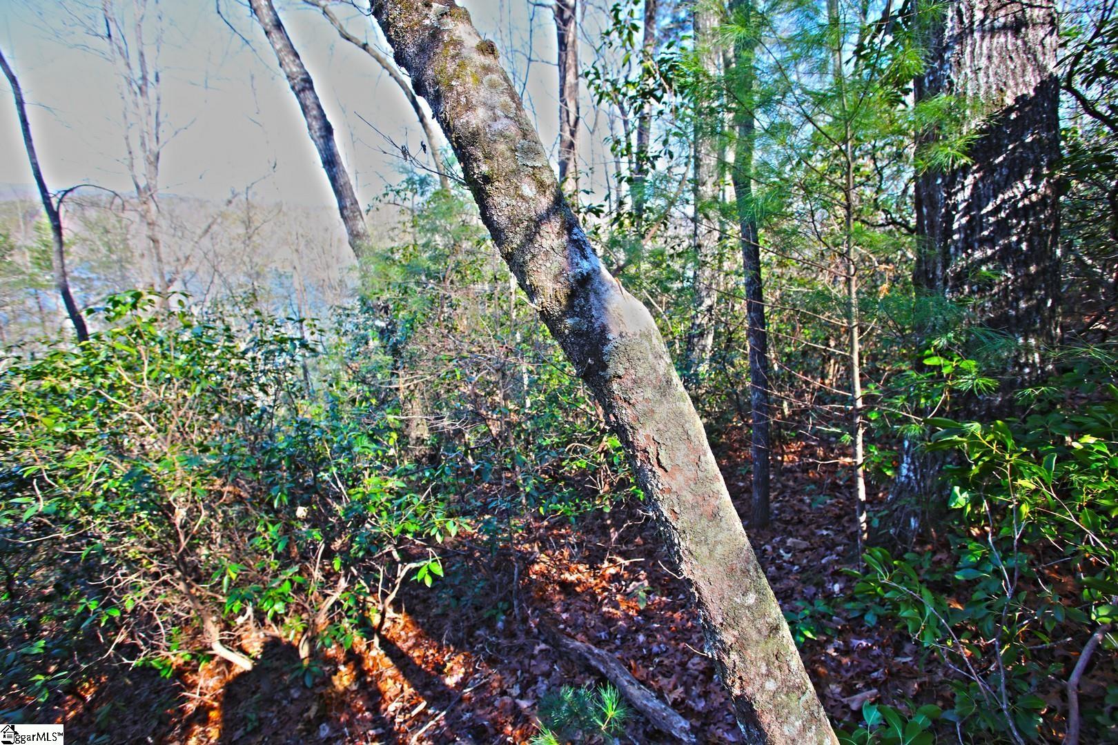 32 Bay Ridge Drive Salem, SC 29676 - Photo 17 of 36 Gallery Image 17