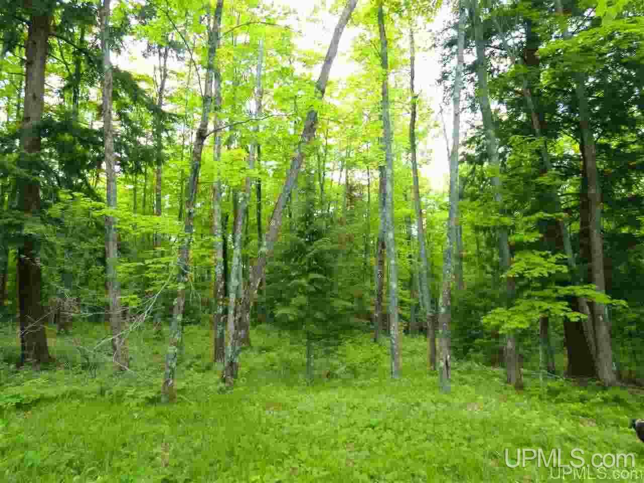 80-acres Dog Patch Road Lanse, MI 49946 - Photo 1 of 50 Gallery Image 1