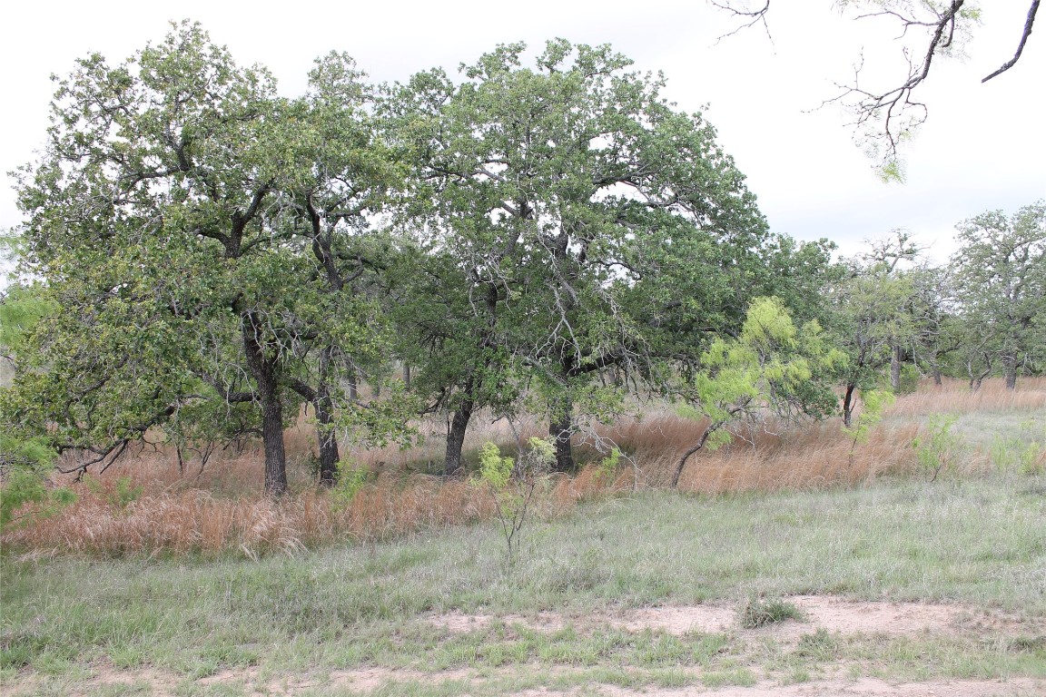 8095 Ranch To Market Road 2618 Fredonia, TX 76842 - Photo 36 of 39 a view of a forest filled with trees