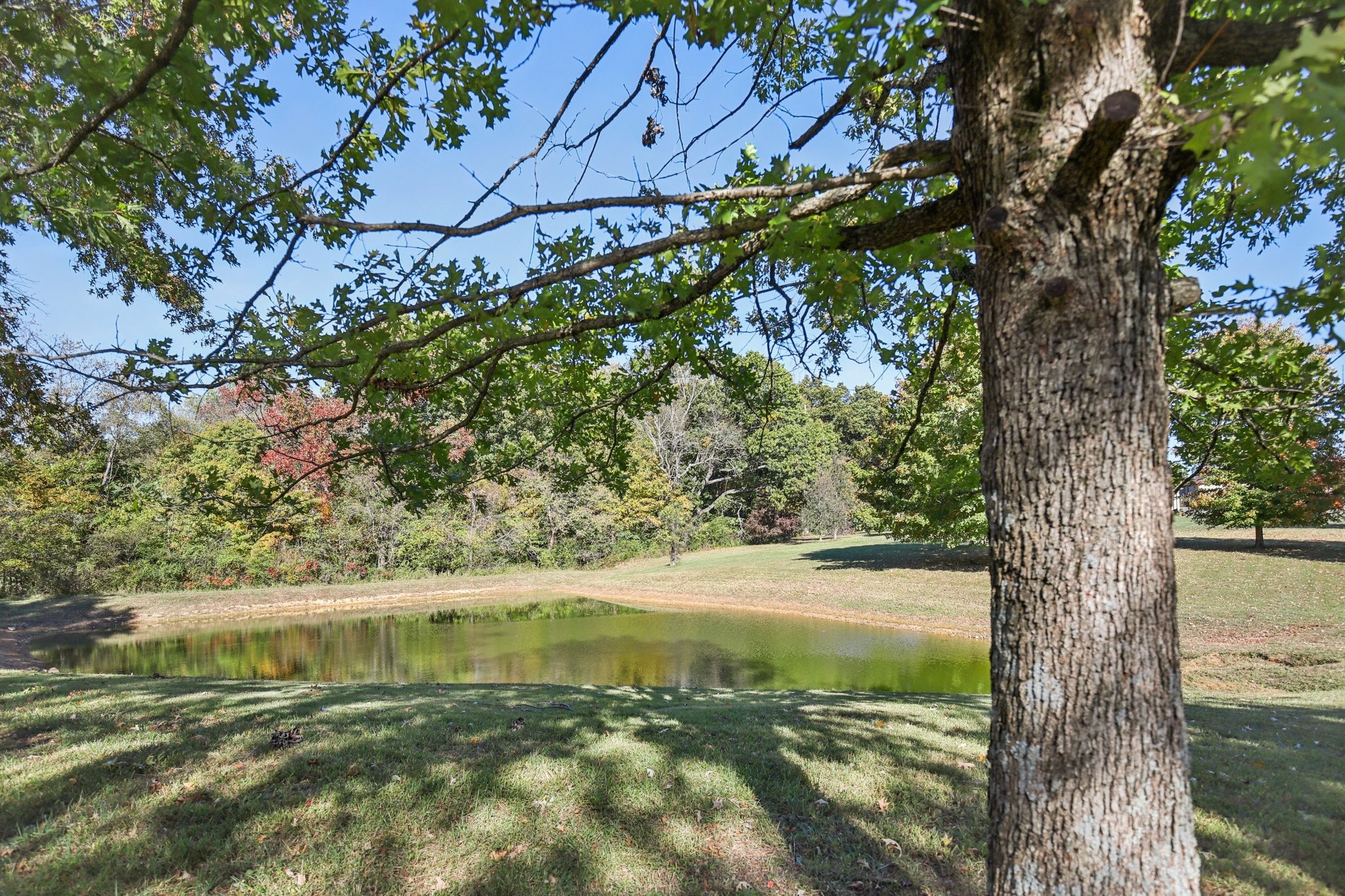 4026 Windland Drive Springfield, TN 37172 - Photo 29 of 32 a view of a yard with a tree
