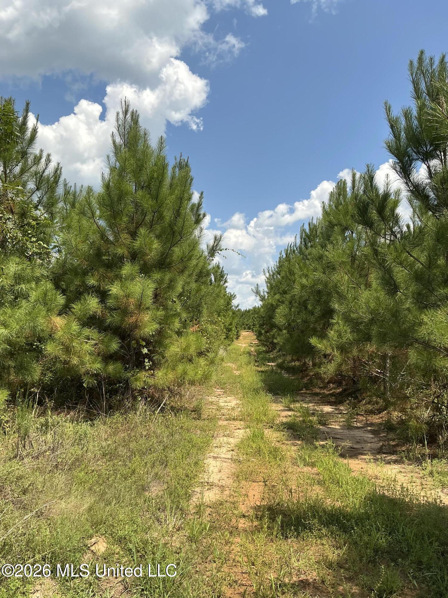Smithtown Road Tylertown, MS 39667 - Photo 12 of 18 IMG_0012