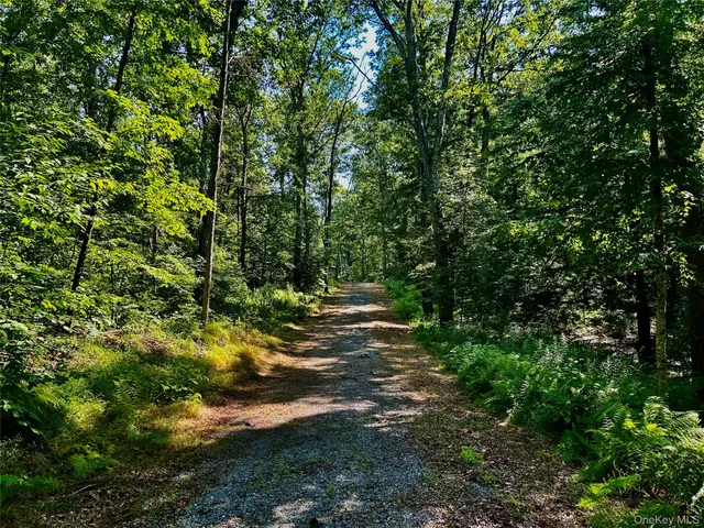 a view of a yard with plants and large trees