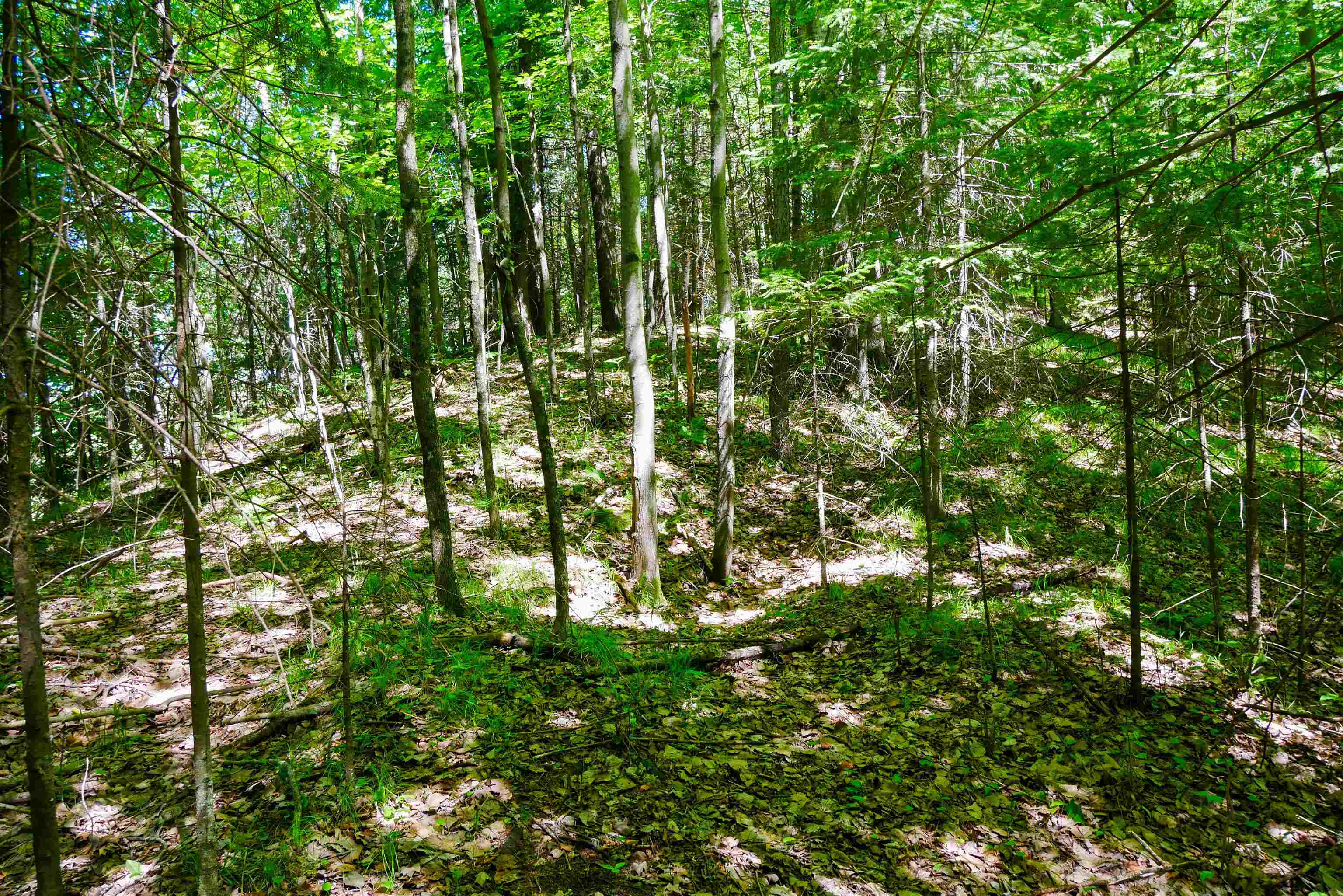 544-acre Salem Lake Road Medford, WI 54451 - Photo 4 of 9