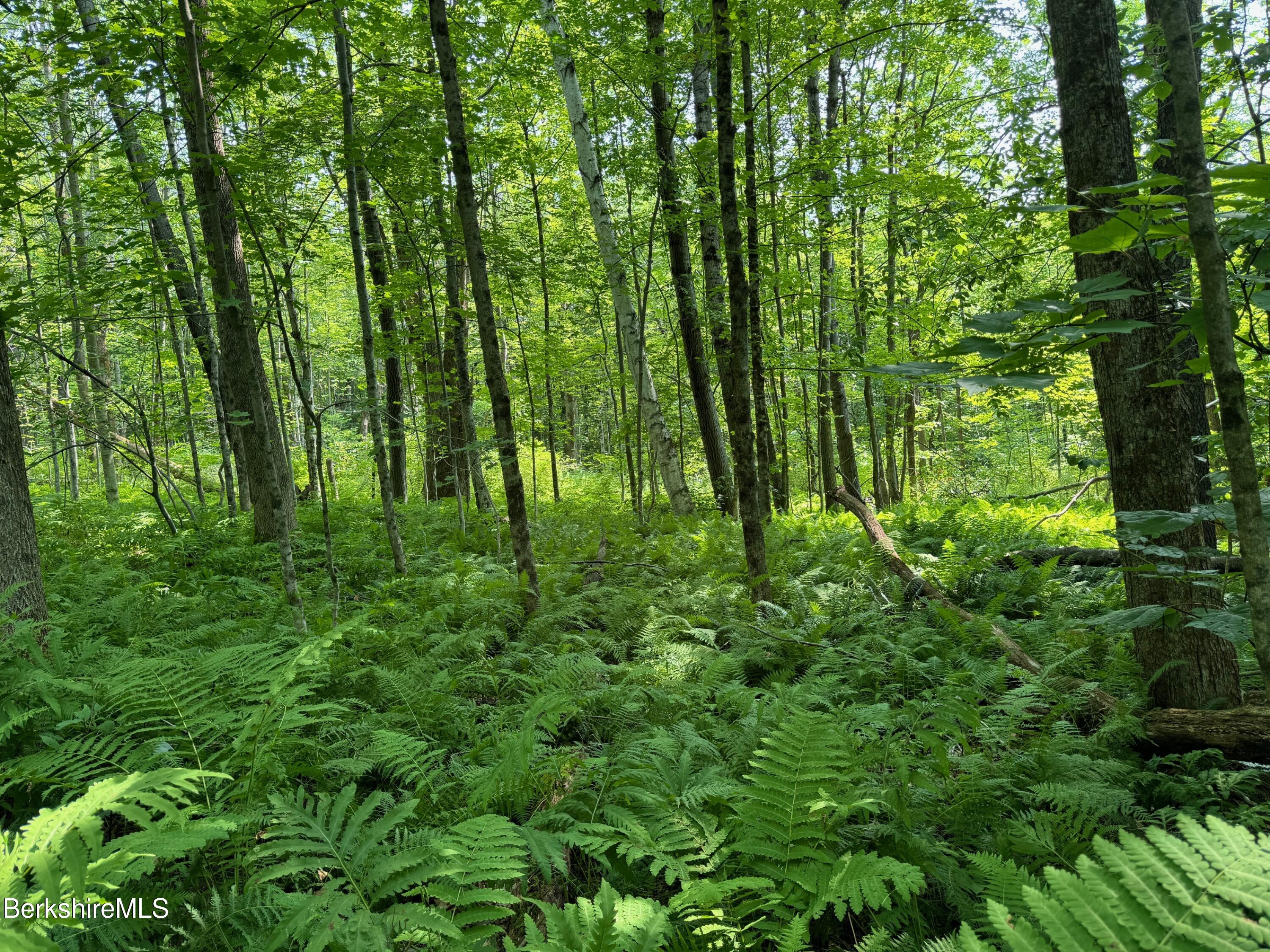 276 Sumner Road Stamford, VT 05352 - Photo 25 of 38 a backyard of a house with lots of plants