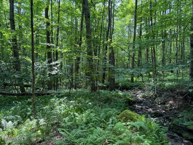 276 Sumner Road Stamford, VT 05352 - Photo 28 of 38 a view of a lush green forest