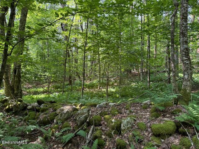 276 Sumner Road Stamford, VT 05352 - Photo 31 of 38 a view of a lush green forest