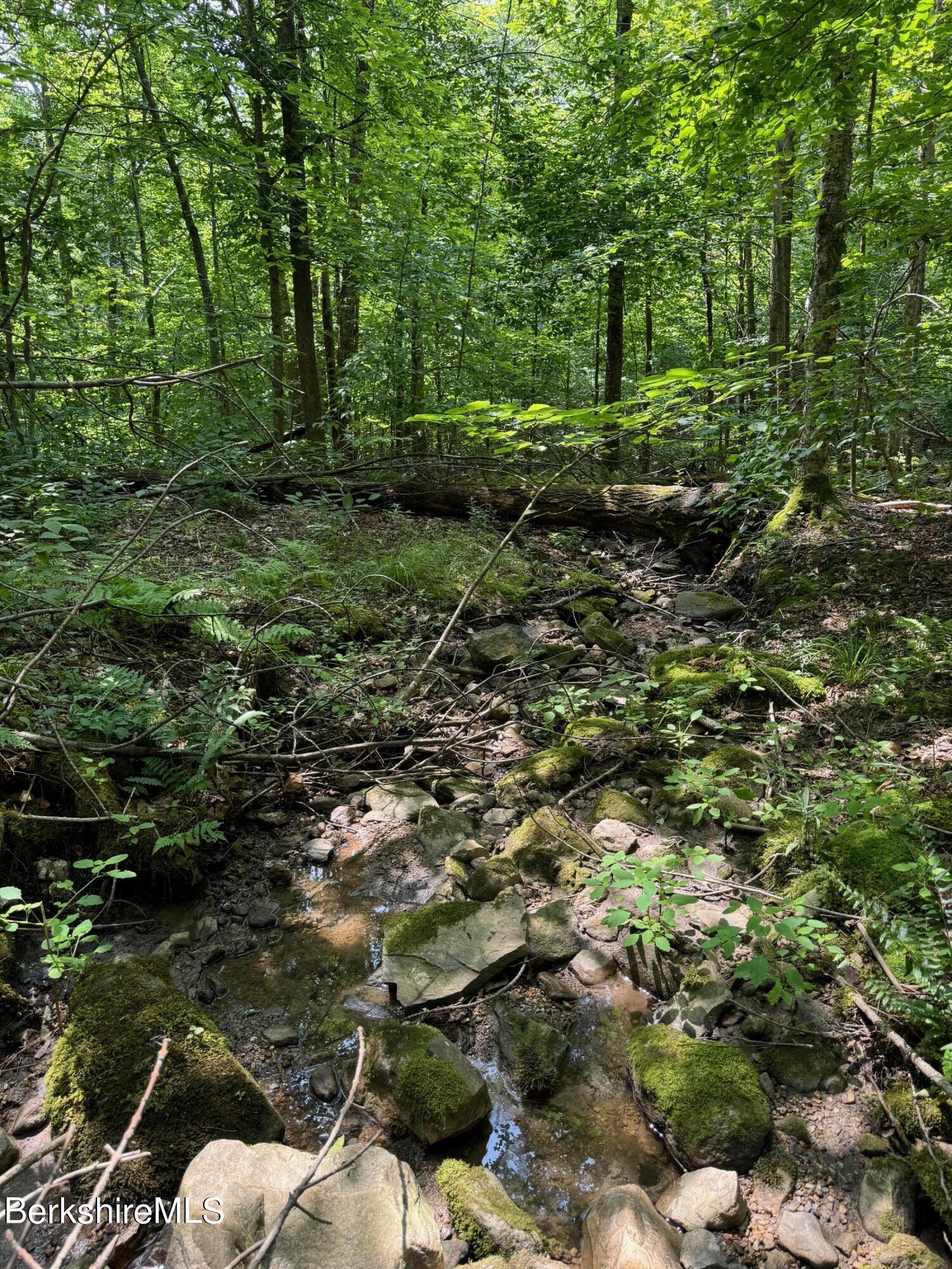 276 Sumner Road Stamford, VT 05352 - Photo 33 of 38 a backyard of a forest with lots of trees