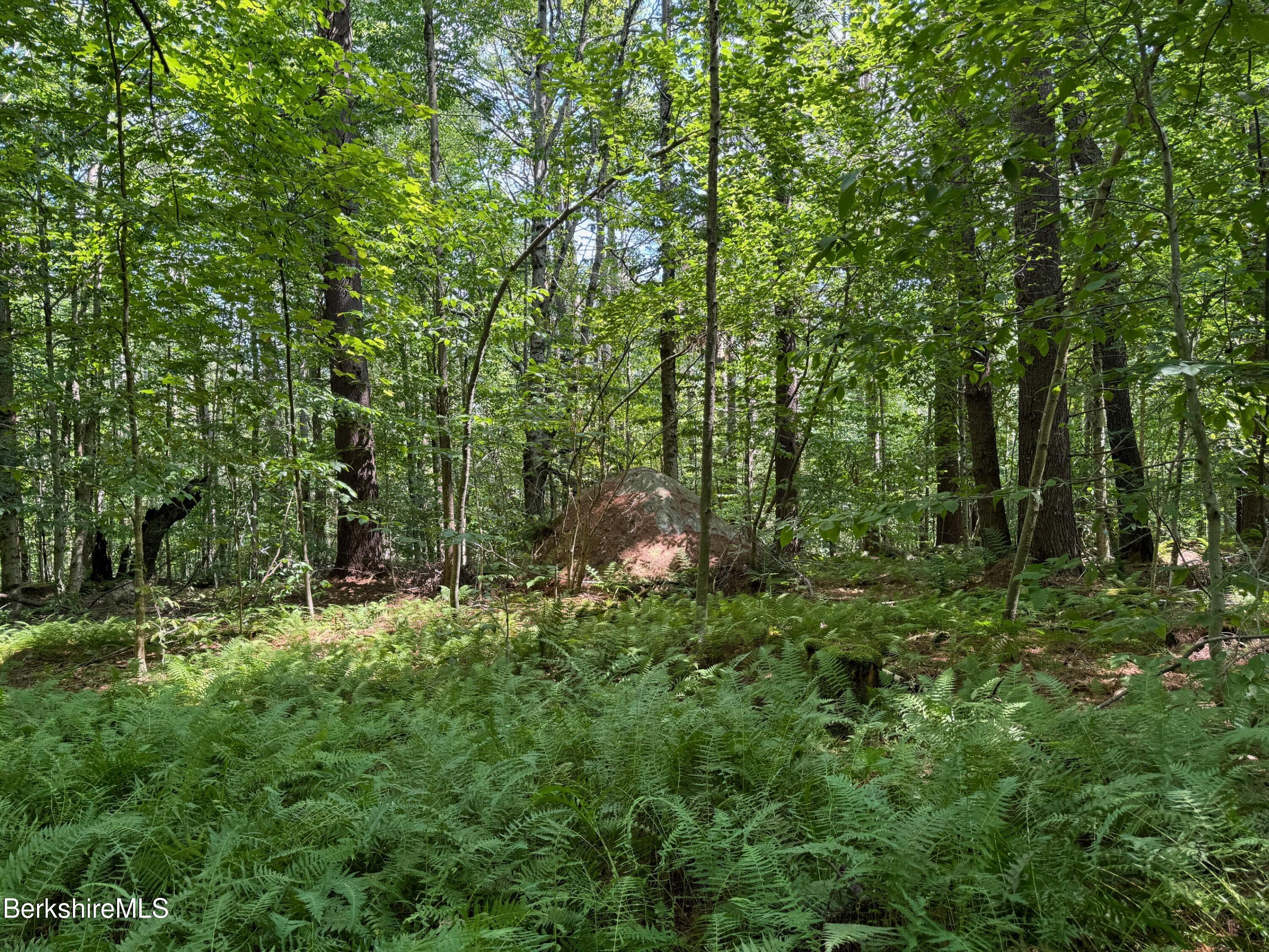 276 Sumner Road Stamford, VT 05352 - Photo 35 of 38 a big yard with lots of green space and deers