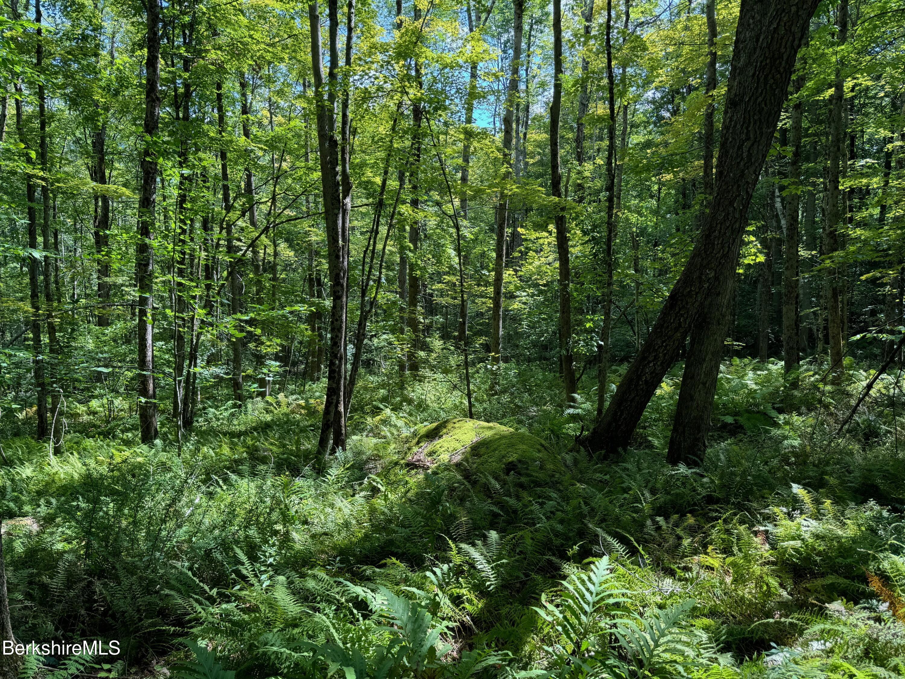 276 Sumner Road Stamford, VT 05352 - Photo 37 of 38 a view of a lush green forest