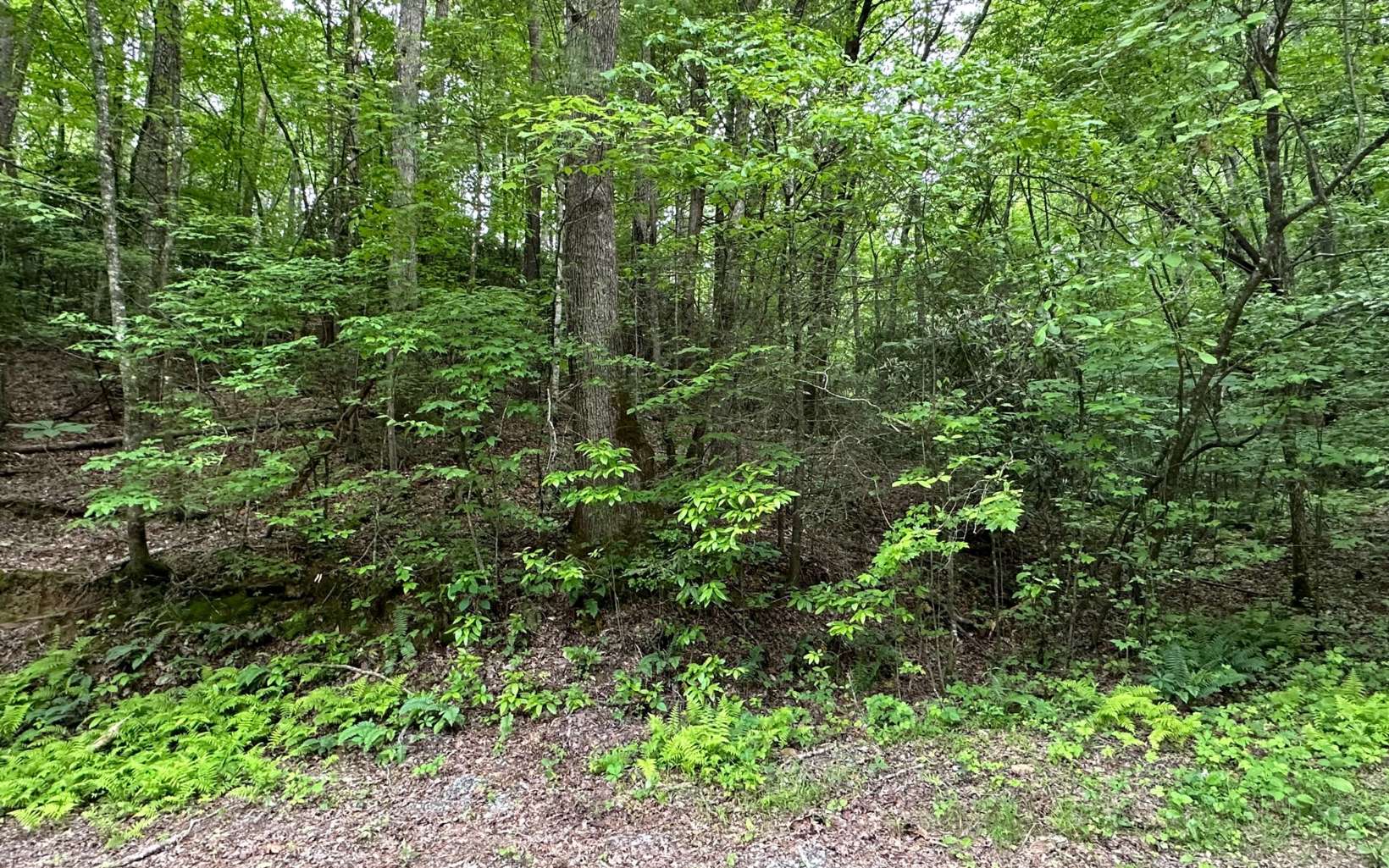 Lot 5 Bear Paw Trail Blue Ridge, GA 30513 - Photo 3 of 4 Additional View