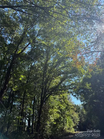 a view of a tree in a yard