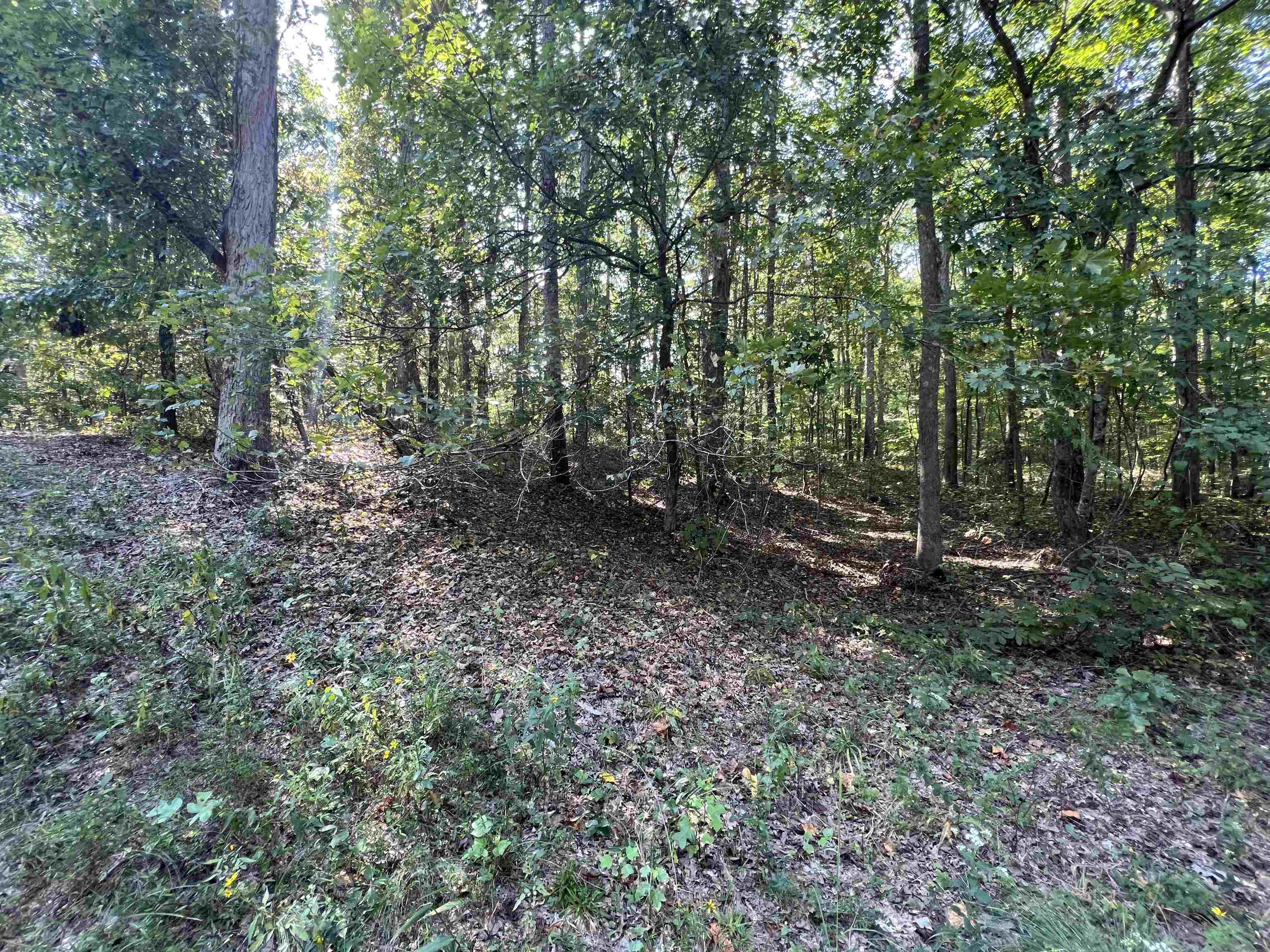 59 Joanne Loop Savannah, TN 38372 - Photo 12 of 12 a view of a forest that has large trees