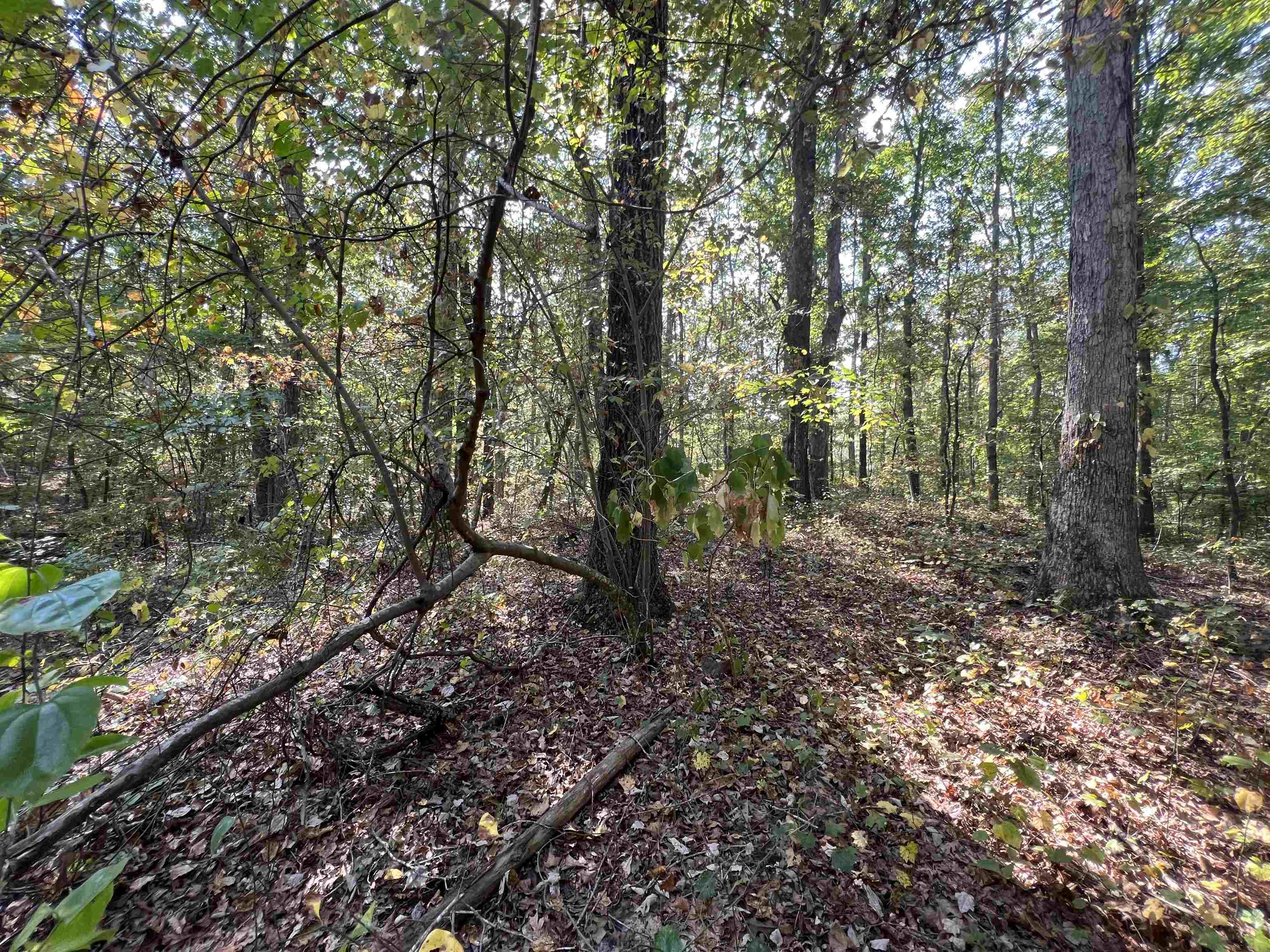 59 Joanne Loop Savannah, TN 38372 - Photo 2 of 12 a view of a forest with trees in the background