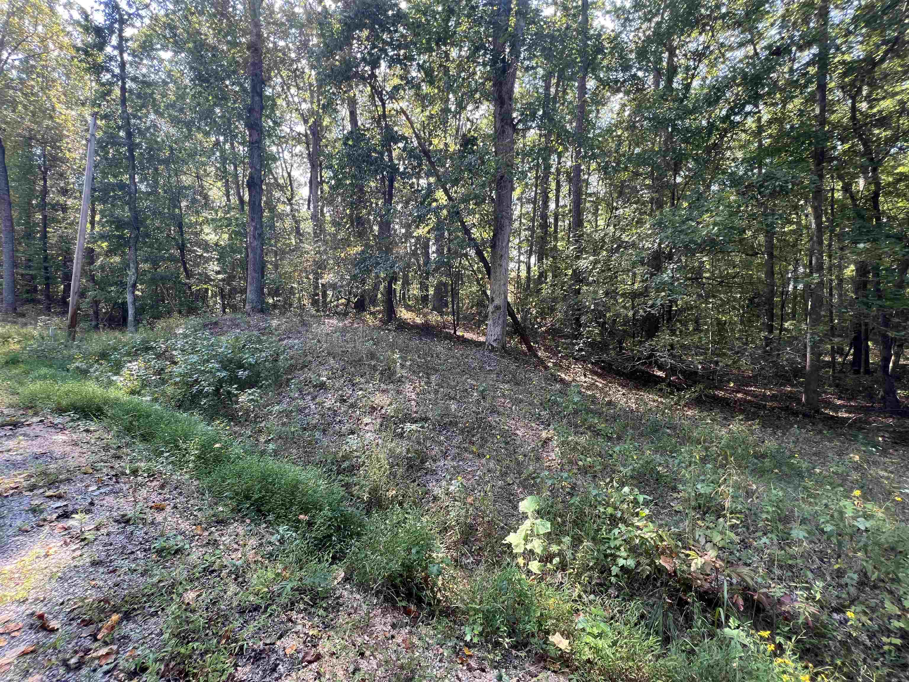59 Joanne Loop Savannah, TN 38372 - Photo 5 of 12 a view of a forest with trees in the background