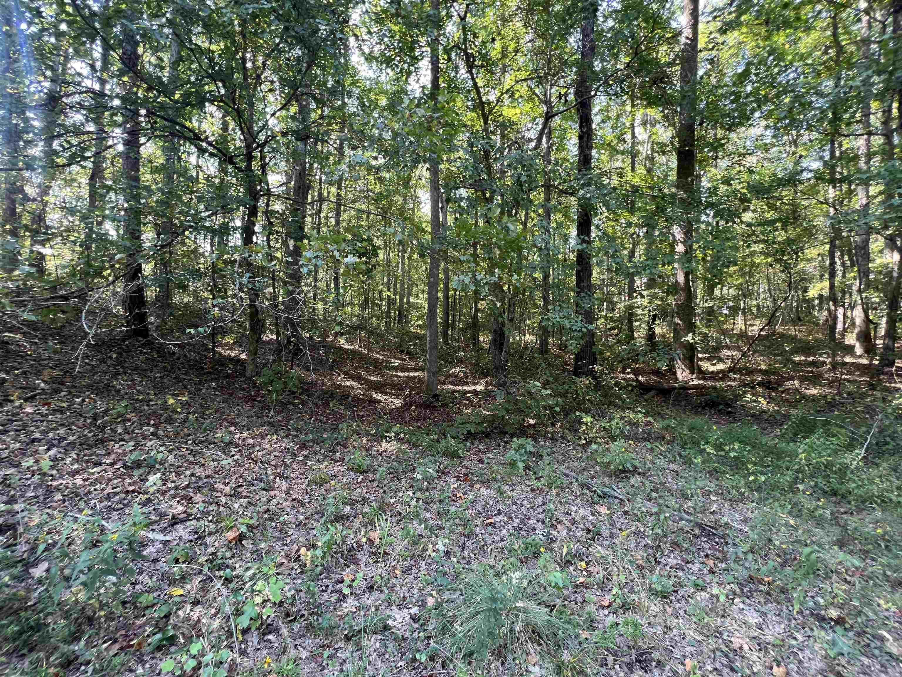 59 Joanne Loop Savannah, TN 38372 - Photo 10 of 12 a view of outdoor space and tree