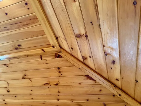 a view of a forest with large trees