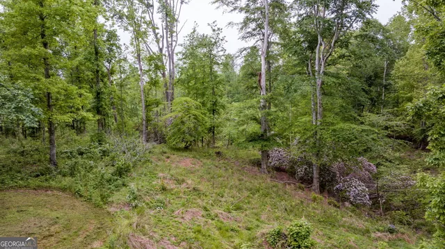 a view of a lush green forest with lots of trees